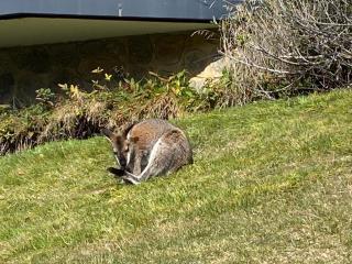 Sitzmark 1 - Thredbo - 9