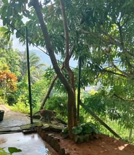Fly Infinity - Home Stay Kandy - Kandy - 7