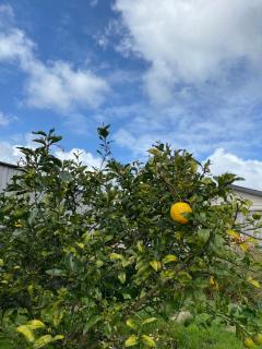 Sunny House - Auckland - 4