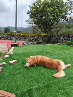 The Purple County Resort - Lonavala - 3