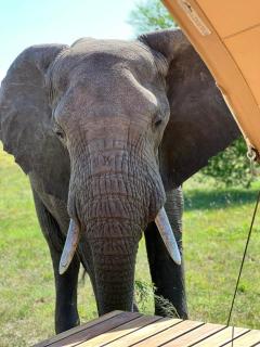 Anantya Serengeti - Serengeti - 7