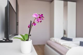 GoldenHugo rooms Self check in Pet friendly - Vilnius - 5
