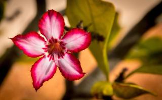 Exbury Wild - Hoedspruit - 5