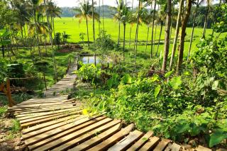 Paddy View Homestay - Mananthavady - 8