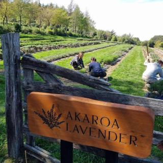 Kūkupa Taunga at Akaroa Lavender by Tiny Away - Duvauchelle - 2