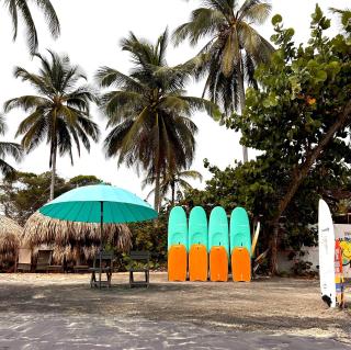 Prima Luna Palomino - 2