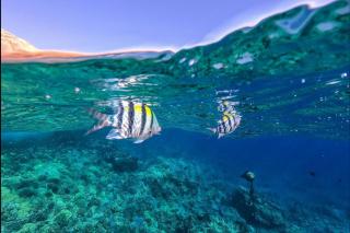 Menehune Shores 606 - Direct Ocean Front, Split AC - 3