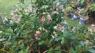 Entre mer et montagne - Saint-Claude - 2