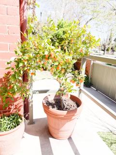 Simmons Street Grandeur - Wagga Wagga - 7