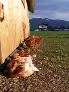 Riedhof-Zuahaus - Breitenbach am Inn - 2