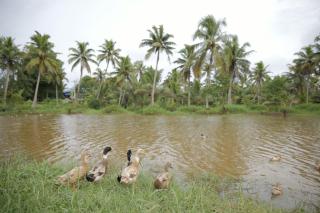 Tharangini - Kumarakom - 6
