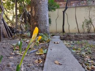 Charming Central Home with Garden near Parking and NDK - Sofia - 9