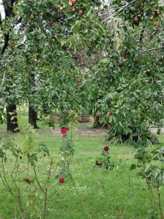 Corte Vitelleria - 5