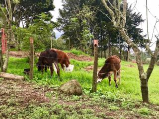 Country house with an incredible view to the city - Cartago - 2