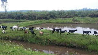 Nguru Farm - Kabale - 4