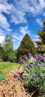 Cozy Cabin2 at Dairy Flat Farm - 2