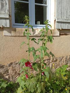 L' Ancienne Ecole du Morvan - 1