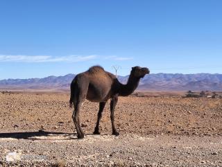 ECOLODGE MISS ROSE CHEZ LA FAMILLE - 6