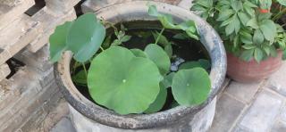 Jingxin Yayuan Homestay - 8