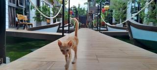 Coco Bungalows Hoi An - 9