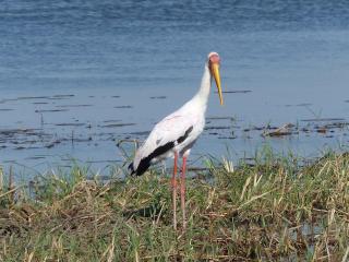 Nanatjo Bush Lodge Campsite - 3