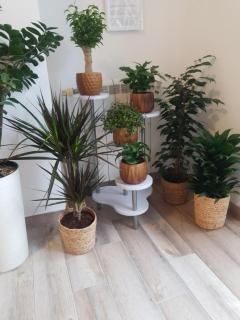 Apartment Rea - Subotica - 8