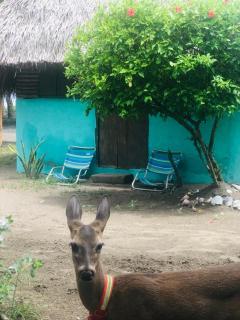 Hotel Rancho Tranquilo Beach - Jiquilillo - 2