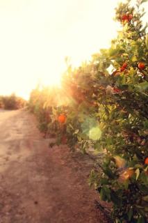 Luxurious Honeymoon Suite in a Private Villa- Fresh Citrus & High Speed Wifi - 5