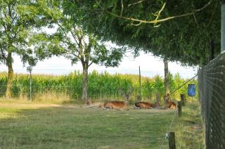 La Ribambelle - Somme-Leuze - 8