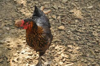 La Ribambelle - Somme-Leuze - 3