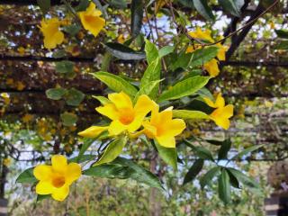 Mandox Bali Homestay - 2