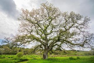 Cusgarne Manor self-catering - adults only - Truro - 5