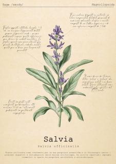 Le Floreali - Casa Salvia - Bolsena - 0