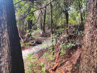 Crystal Cottage Retreat- Escape to the Hinterland! - 4