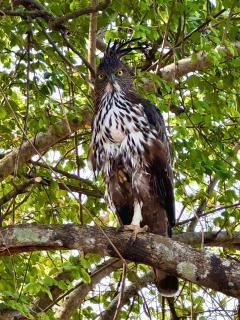 The Cottage Sigiriya - 7