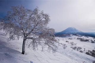 Riverside Moire - spacious & sunny - Yoichi - 5