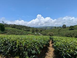 Hill garden homestay,Vagamon - Vagamon - 7