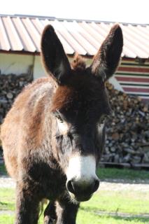 Ecurie Le Pas du Loup - Caumont-sur-Durance - 3