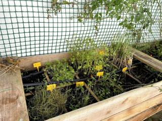 Uma horta na Horta - Horta - 4