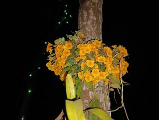 Daomasar Eco Resort - Jyoti Gaon - 1