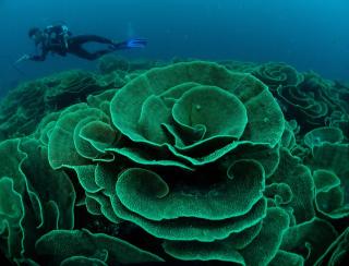 Viani Bay Dive Resort across from Taveuni - - 6