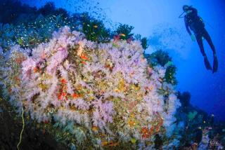 Viani Bay Dive Resort across from Taveuni - 4