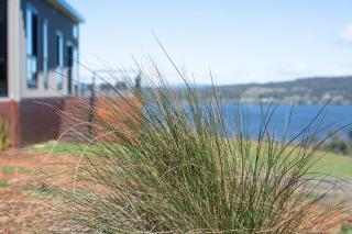 Wedgetail On The Tamar - Hillwood - 3