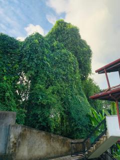 Green heaven Hikkaduwa - 8