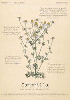 Le Floreali - Casa Camomilla - Bolsena - 0