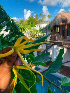 habitacion Soul Estandar - Las Terrenas - 6