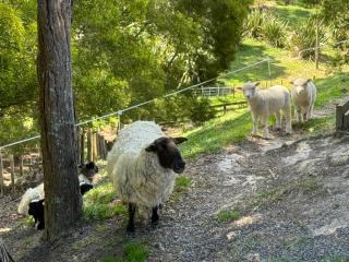 Private Cabin close to the City Centre - Whangarei - 8