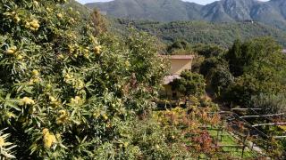 Casa Giordano - Tramonti - 8