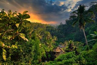 Heaven View 5 B - Ubud - 8