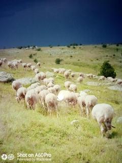 Le four, ferme de la beyssiere - - 9